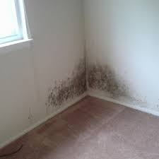 mold prevention San Diego CA