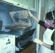 Recovery of Water Damaged Collections with Mold