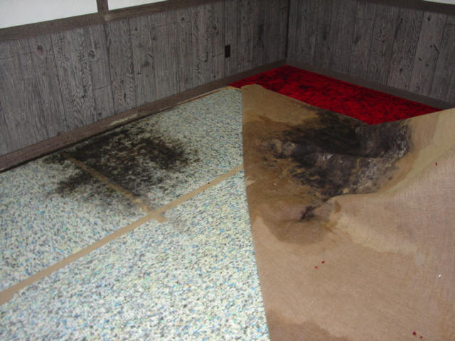 Mold Damage Spring Valley Ca