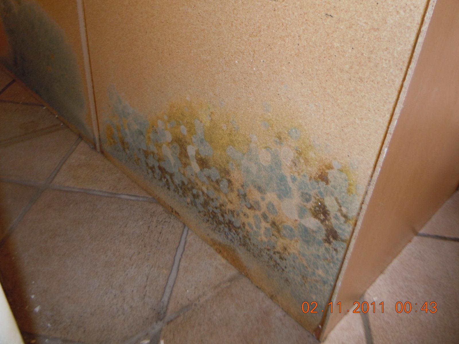 Mold Damage Spring Valley Ca