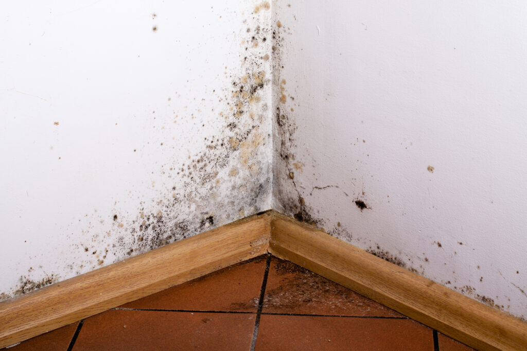 Mold problems Gold Coast Flood Restoration Services San Diego CA