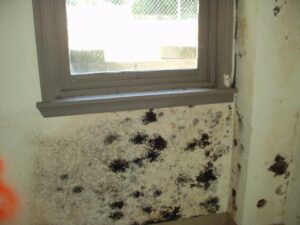 San Diego indoor mold