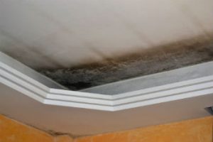mold damage San Diego CA - Gold Coast Flood Restorations