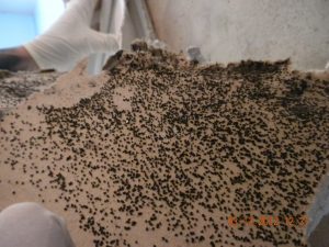 mold removal prices San Diego CA