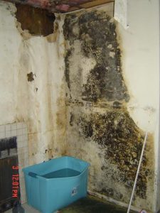 Mold Mitigation San Diego CA - Gold Coast Flood Restorations