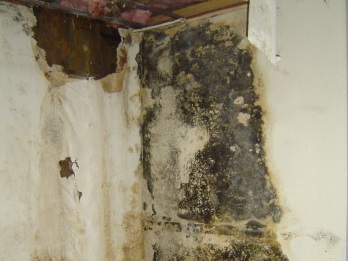 Mold Damage La Mesa Ca