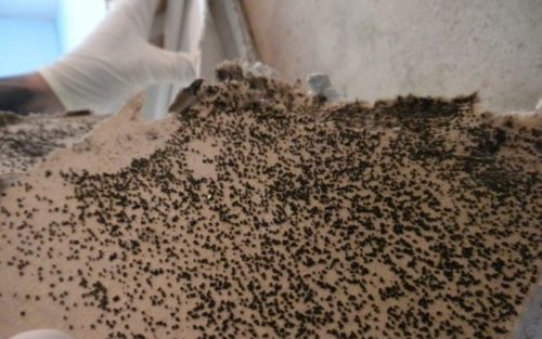 Mold Removal La Mesa Ca