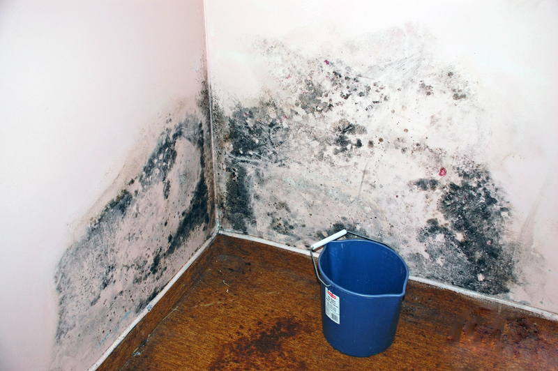 Mold Damage Spring Valley Ca