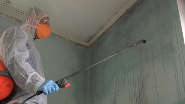 Mold Remediation San Diego