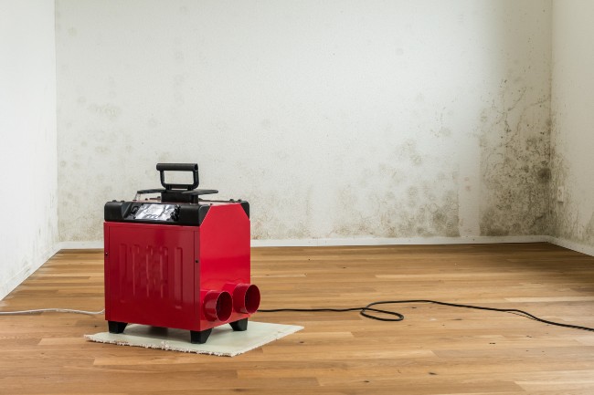 Water Damage Mold Clean Up San Diego