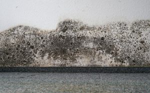 7 Places Where Mold Hides in Your Home