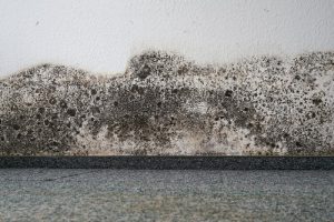 where mold hides San Diego CA - Gold Coast Flood & Mold Specialists