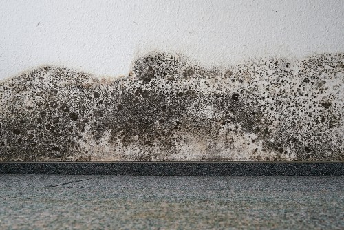 Water Damage Mold Clean Up San Diego