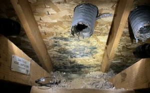 Why Is There Mold in My Attic in San Diego?