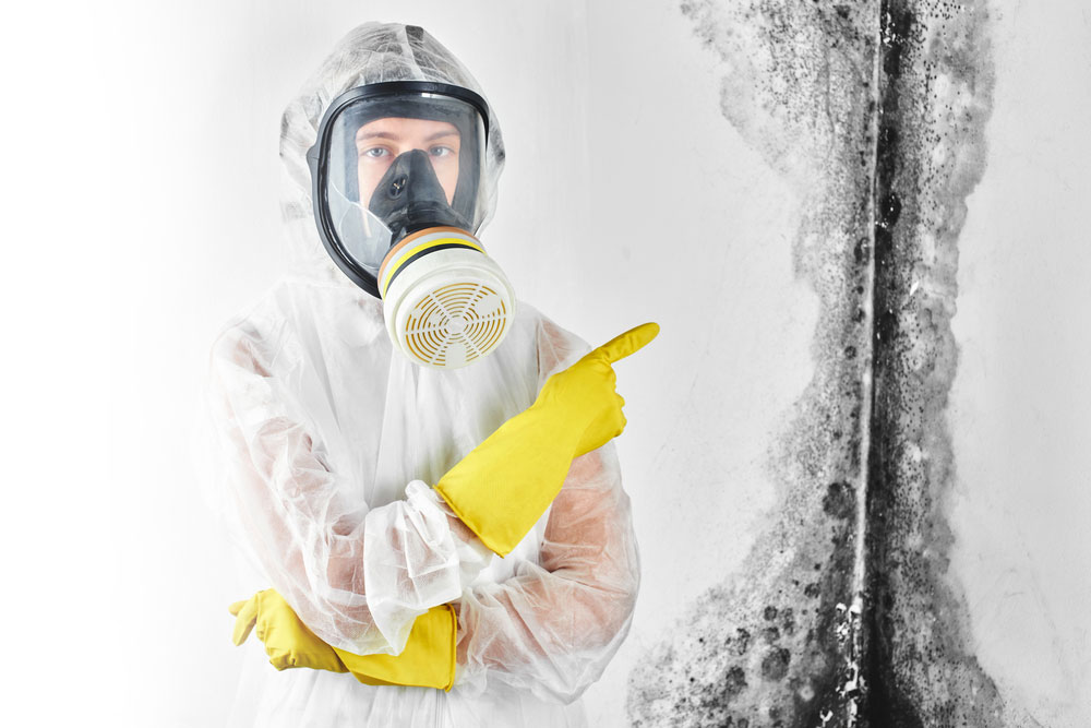 Mold Remediation San Diego