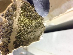 Mold in walls - Gold Coast Flood Restorations - San Diego CA