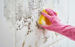 Bathroom Mold Removal in San Diego: A Comprehensive Guide to Remediation and Prevention