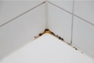 Mold detection in bathroom - Gold Coast San Diego CA