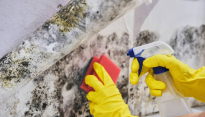 Mold Removal Pro cost - Gold Coast San Diego CA