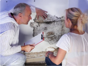 Mold Contractors Near Me - Gold Coast San Diego CA