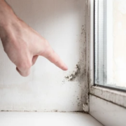 Hiring the Best Mold Contractors Near Me: Your Guide to a Clean and Safe Home