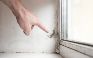 Hiring the Best Mold Contractors Near Me: Your Guide to a Clean and Safe Home