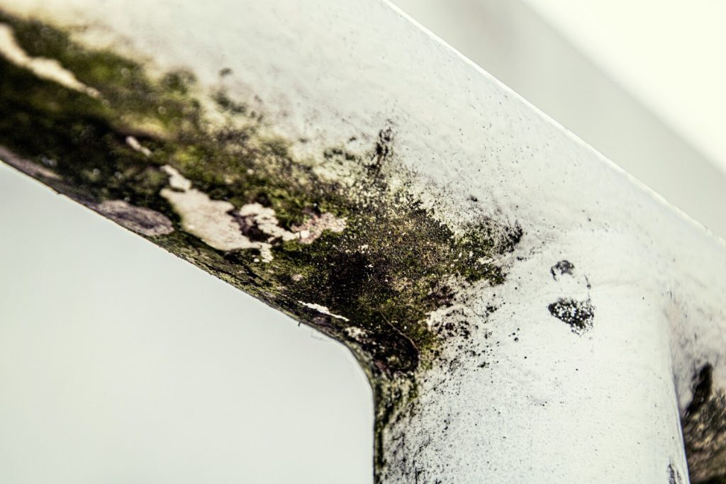 Mold Grow After a Water Leak