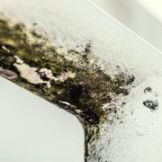 How Fast Does Mold Grow After a Water Leak? Mold Growth Timeline & Prevention Tips