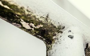How Fast Does Mold Grow After a Water Leak? Mold Growth Timeline & Prevention Tips
