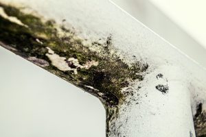 Mold Grow After a Water Leak