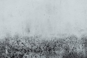 Mold Grow After a Water Leak