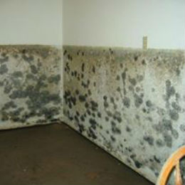 Mold Removal Services in Mira Mesa