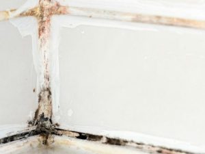 Gold Coast Flood Mold Removal Encinitas