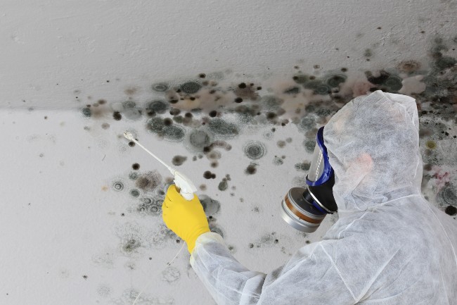 Professional mold remediation expert in a hazmat suit spraying antimicrobial treatment on black mold growth on a ceiling.